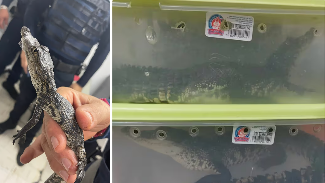 Video | Rescatan cocodrilos en el Metro de la Cdmx
