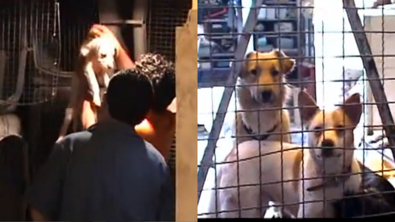 Rescatan a animales en la Cdmx. 