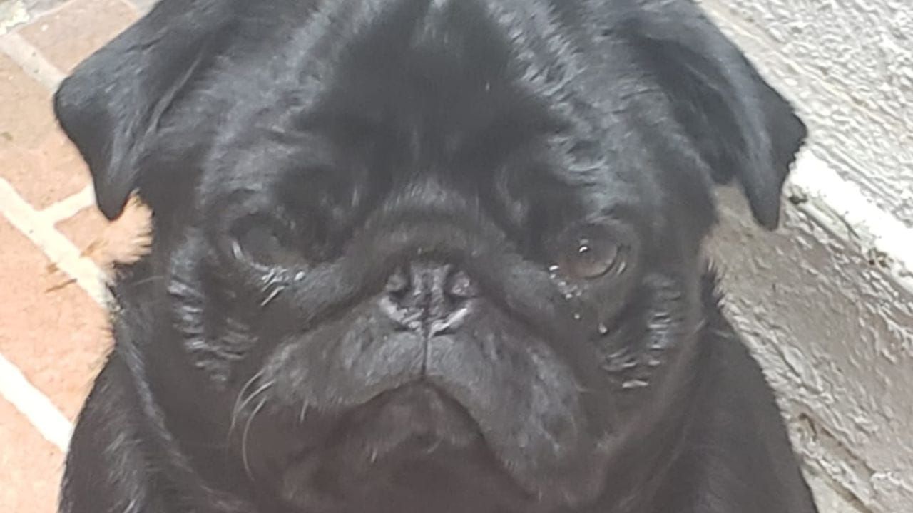 Rescatan a perrito pug de las vías de la L12 del Metro de la Cdmx.