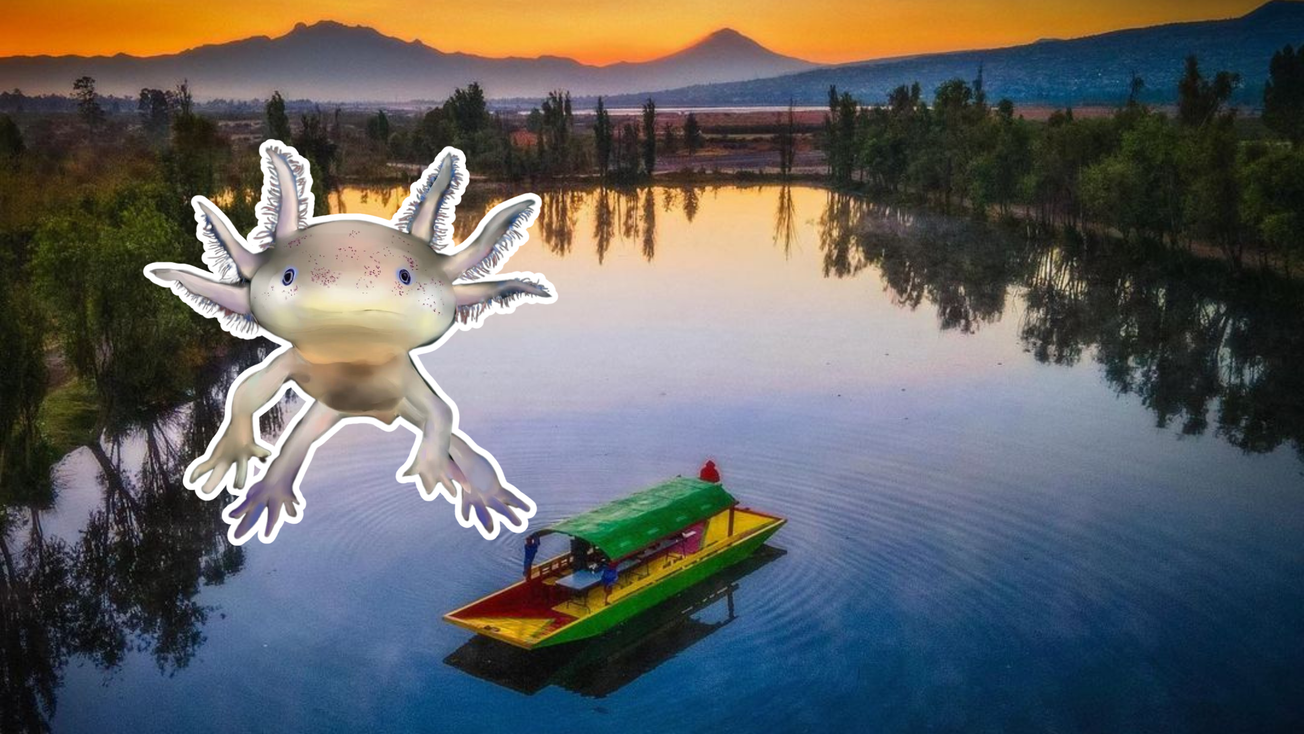Qué pasaría si el ajolote de Xochimilco se extingue, solo así se puede preservar