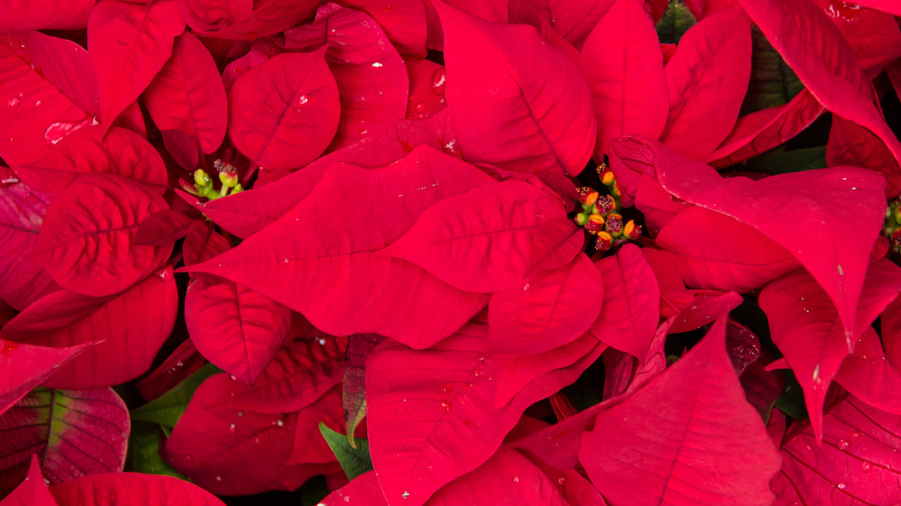  Festival Flores de Nochebuena.