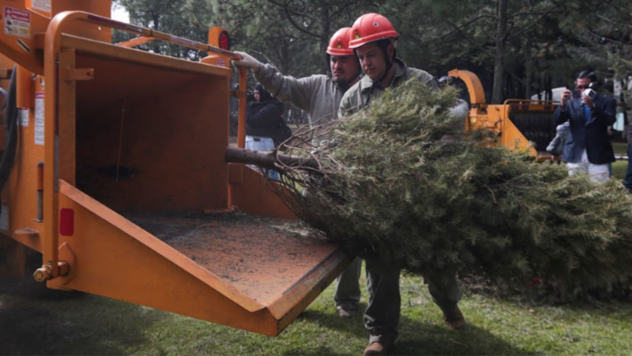 Centros de acopio de árboles de Navidad en CDMX