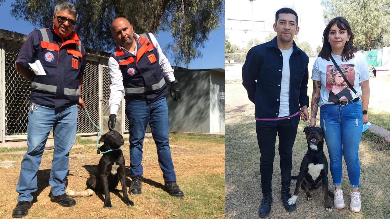 Paga tus multas de tránsito paseando perritos en CDMX