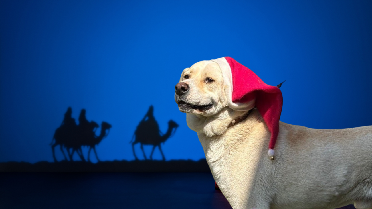 Perritos rescatados del Metro llevarán cartas a los Reyes Magos: envía tu carta