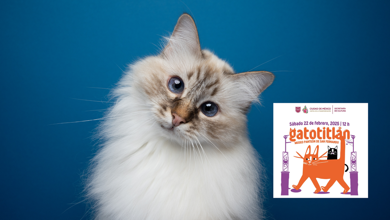 Festival Gatotitlán en CDMX: Fecha, hora y actividades