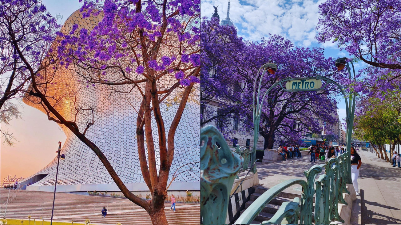 Ya hay jacarandas en CDMX: por esta razón es un signo de alarma