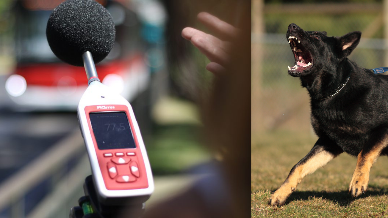Perro que ladra sí paga: te pueden multar si tu lomito ladra mucho en CDMX