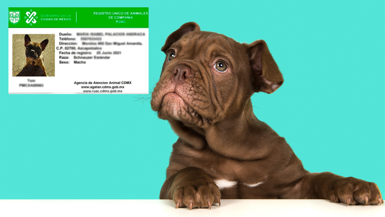 ¿Qué pasa si no tienes el RUAC de tu mascota en CDMX?