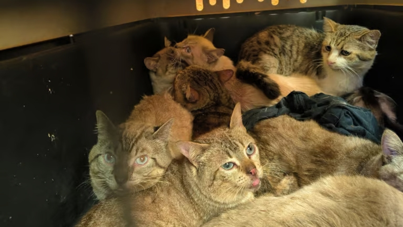 Rescatan más de 60 gatitos maltratados en CDMX: qué pasará con los michis