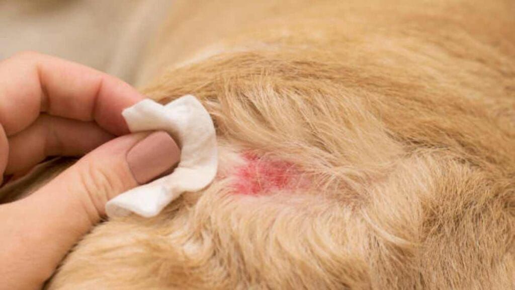 Confirman caso de gusano barrenador en perro en Tlalpan