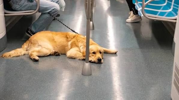 Busca Congreso de CDMX garantizar acceso de mascotas al transporte público