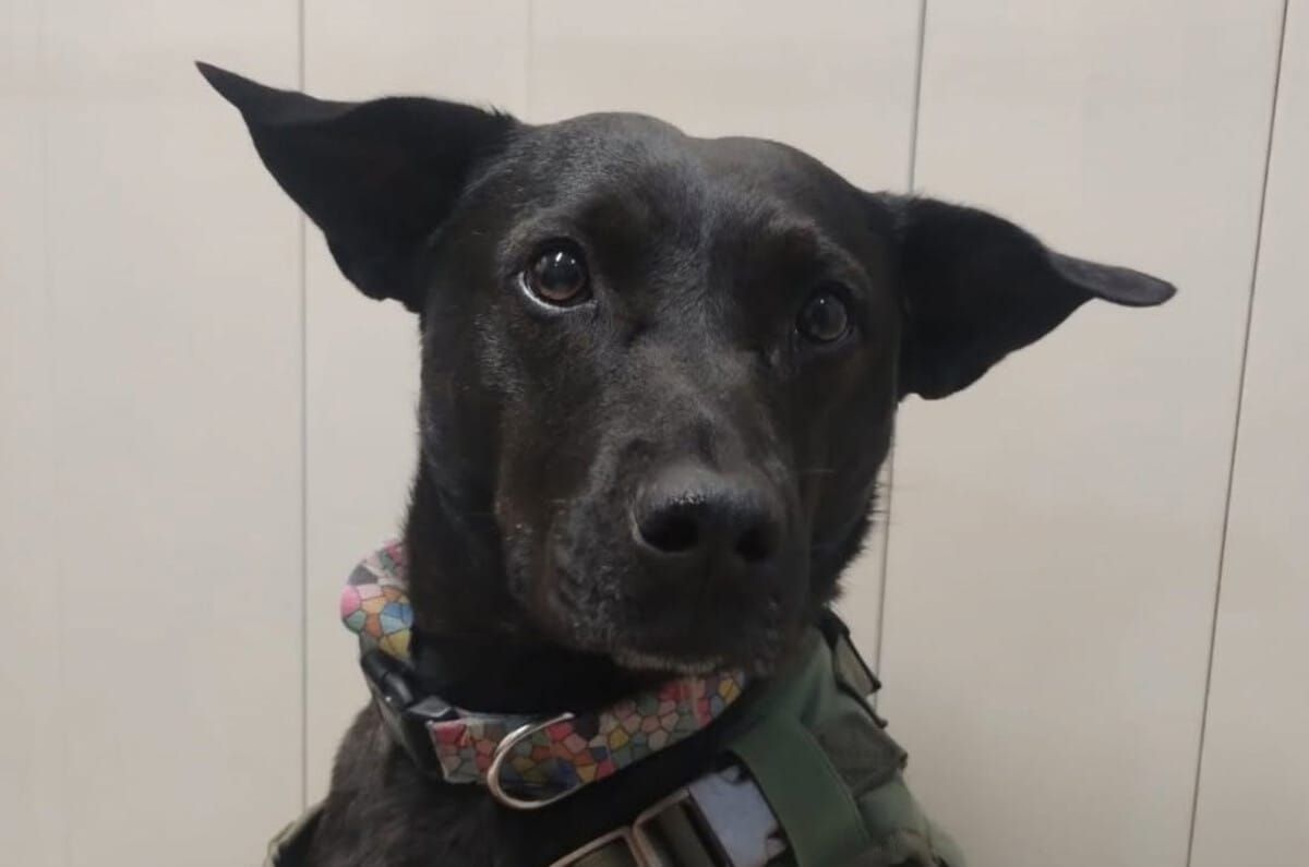 Así podrás adoptar un perrito rescatado por el gobierno de la CDMX