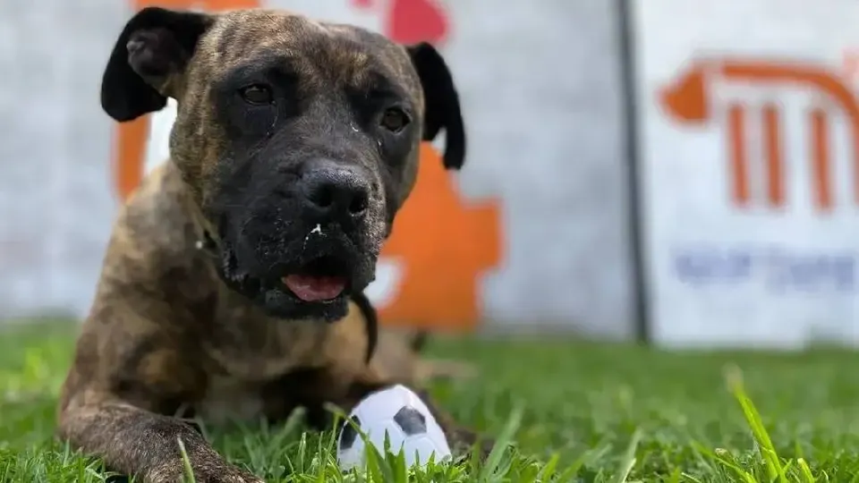 Busca Metro de la CDMX hogar para 43 perritos rescatados en vías e instalaciones de la red