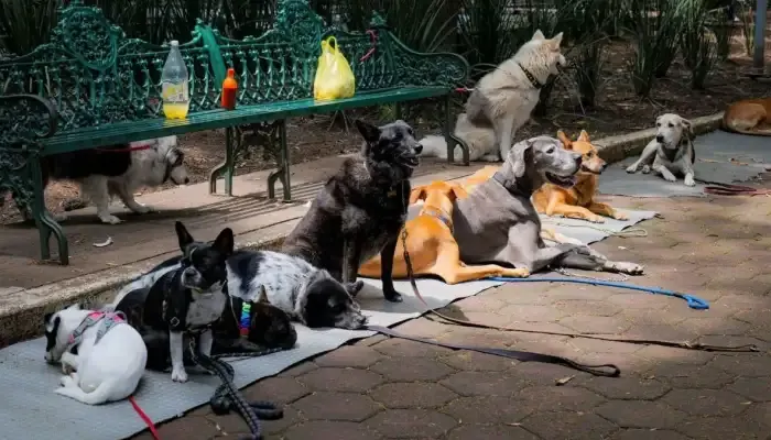Investigan presunto envenenamiento de perritos en Parque España