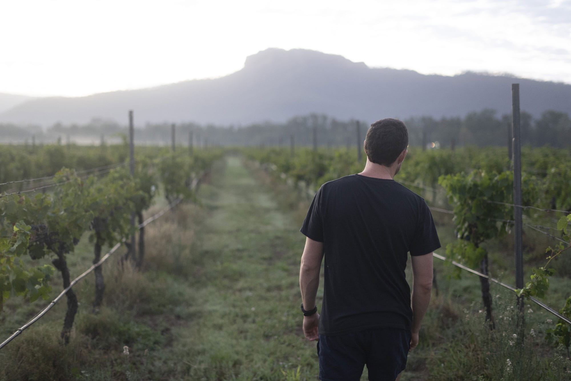 Among the vines at first light. Photo: Boothby