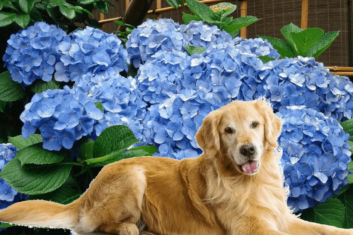 What plants are toxic to dogs?