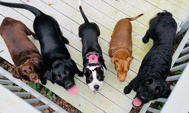 PitBull Awareness Month