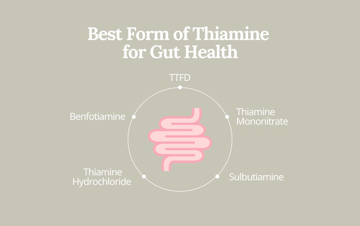 Names of vitamin B1 forms next to a basic digestive tract graphic