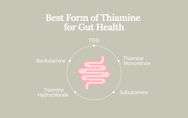 Names of vitamin B1 forms next to a basic digestive tract graphic