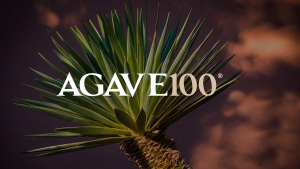 Agave 100 Venture Studio: cuando los residuos del agave se convierten en empresas de alto impacto