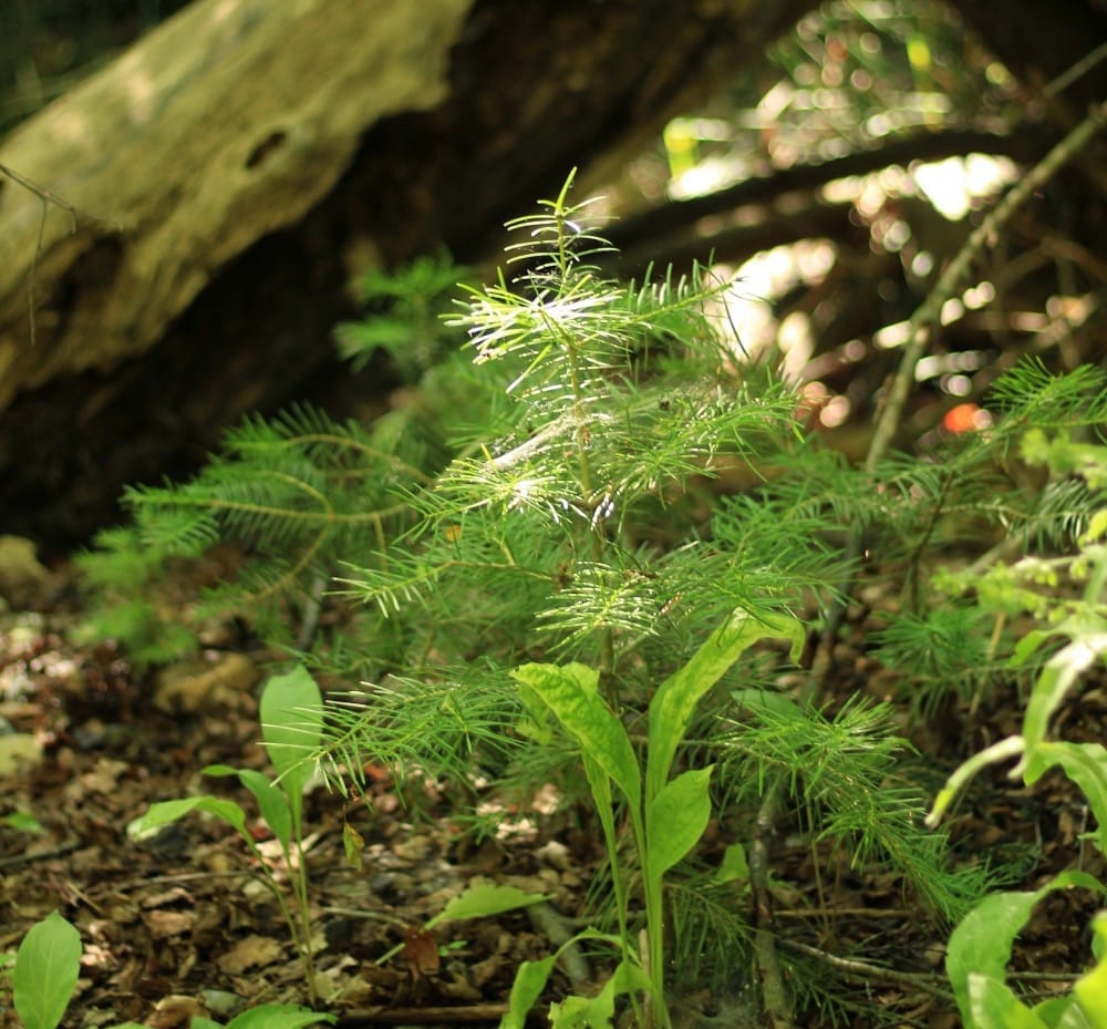 new conifer tree needles