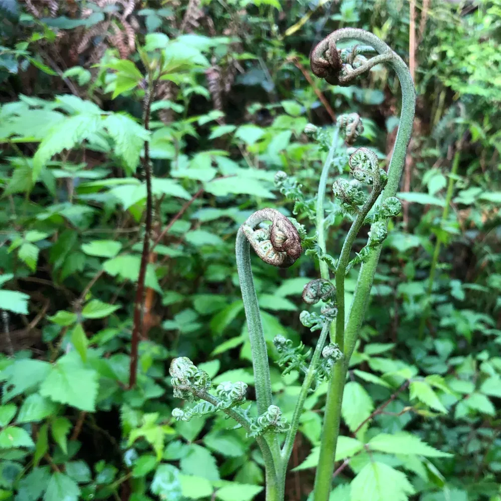 Fern beginnings by KB