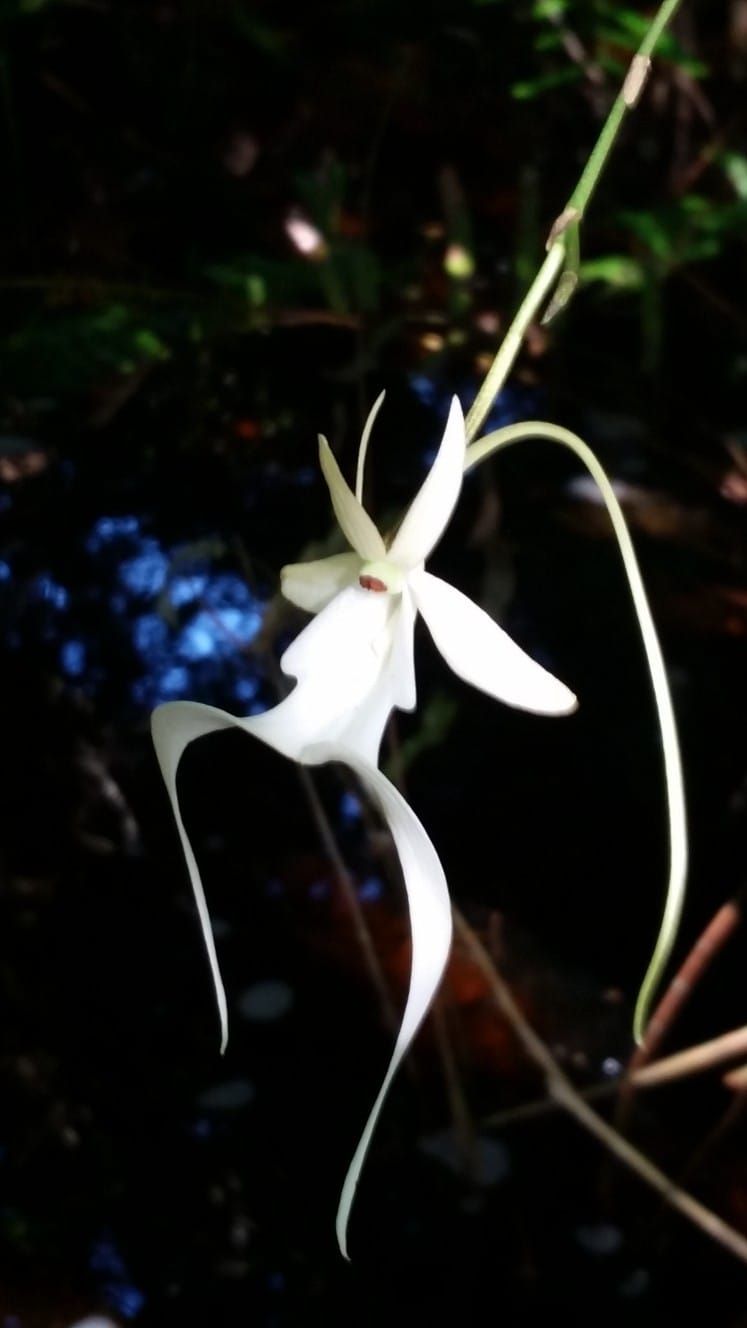 Blog No 8 Ghost Orchid