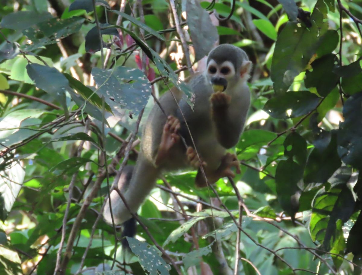 Blog No 40   New World Monkeys