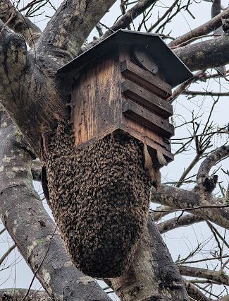 Blog No 21 The Screech Owls vs Honey Bees