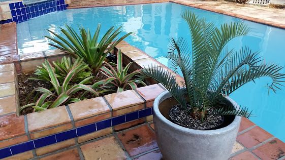 Blog No 15 Plants From the Age of the Dinosaurs