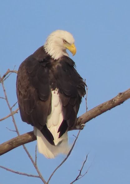 Blog No 20 Bald Eagle as our National Bird
