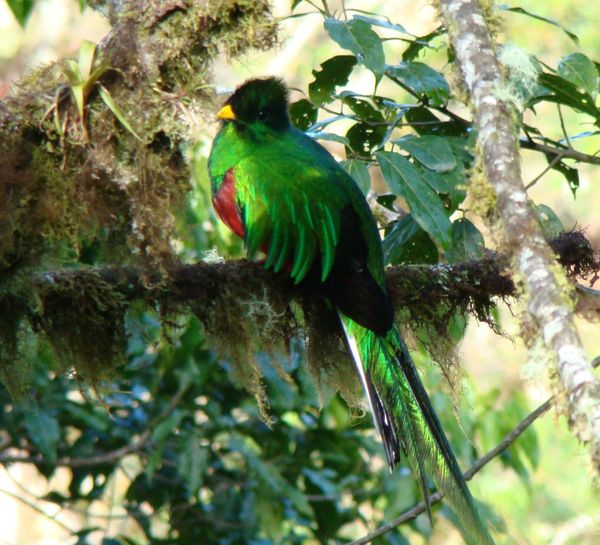 Blog No 9 Birding in the Tropics