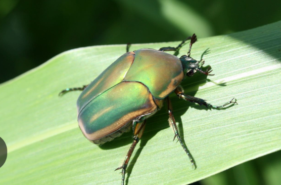 Blog No 10 Flying June Bug Kites