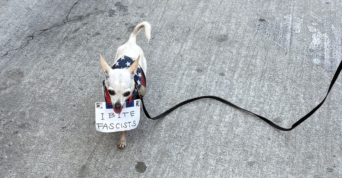 A small white chihuahua trots down a paved street wearing an American flag bandanna and a tiny sign that says "I BITE FASCISTS."