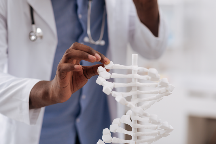 Frontiers in Genetics journal image showing a medical professional holding an anatomical spine model