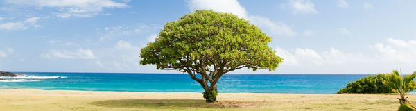 The Tree of Discernment