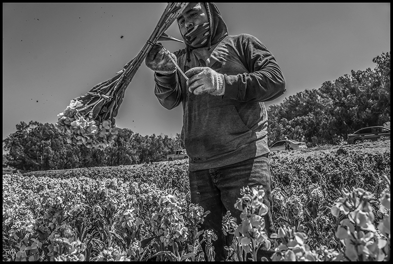 Daniel Moreno Hernandez twists a tie around a bunch of flowers he just picked. 