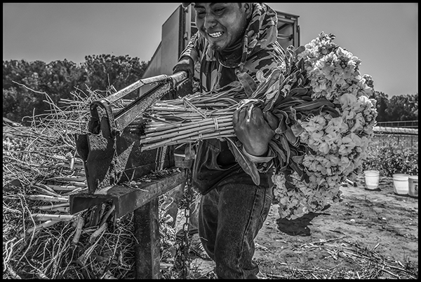 A worker cuts a bunch of stock flowers using the cutting knife at the truck.