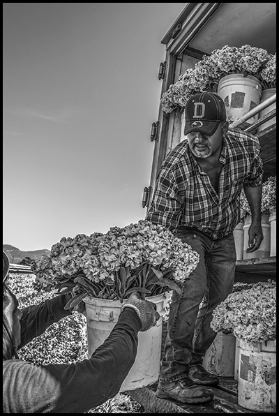 A worker lifts the bucket of bunches of stock flowers he has just picked into the arms of the loader in the back of the truck.
