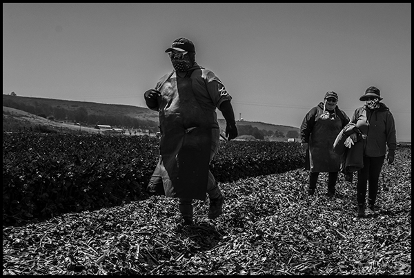 A crew of celery harvesters leaving work in a field at the end of their day.
