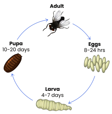 Image of fly life cycle, via https://www.monarchlabs.com/medical-maggots/
