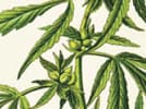 pot