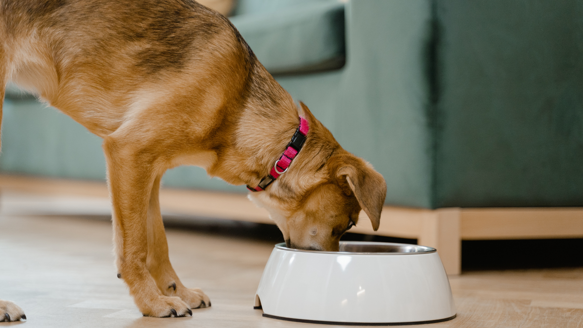 Dog with food bowl