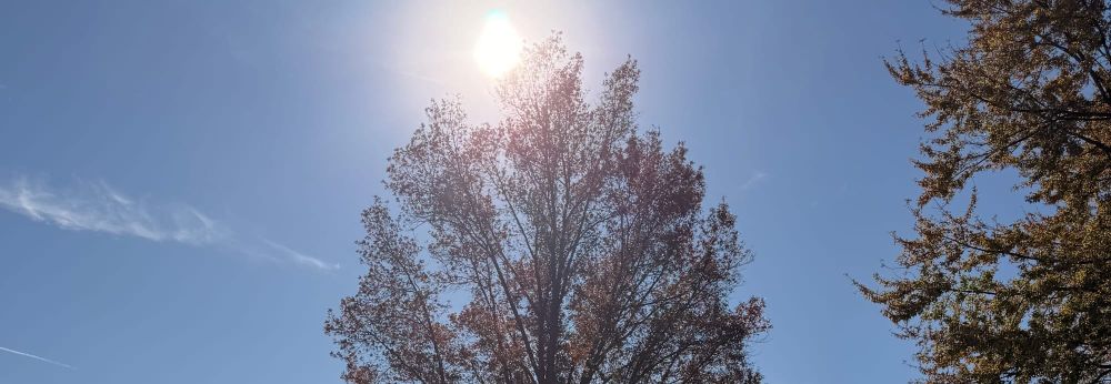 Tree with blue sky and sun shining behind it
