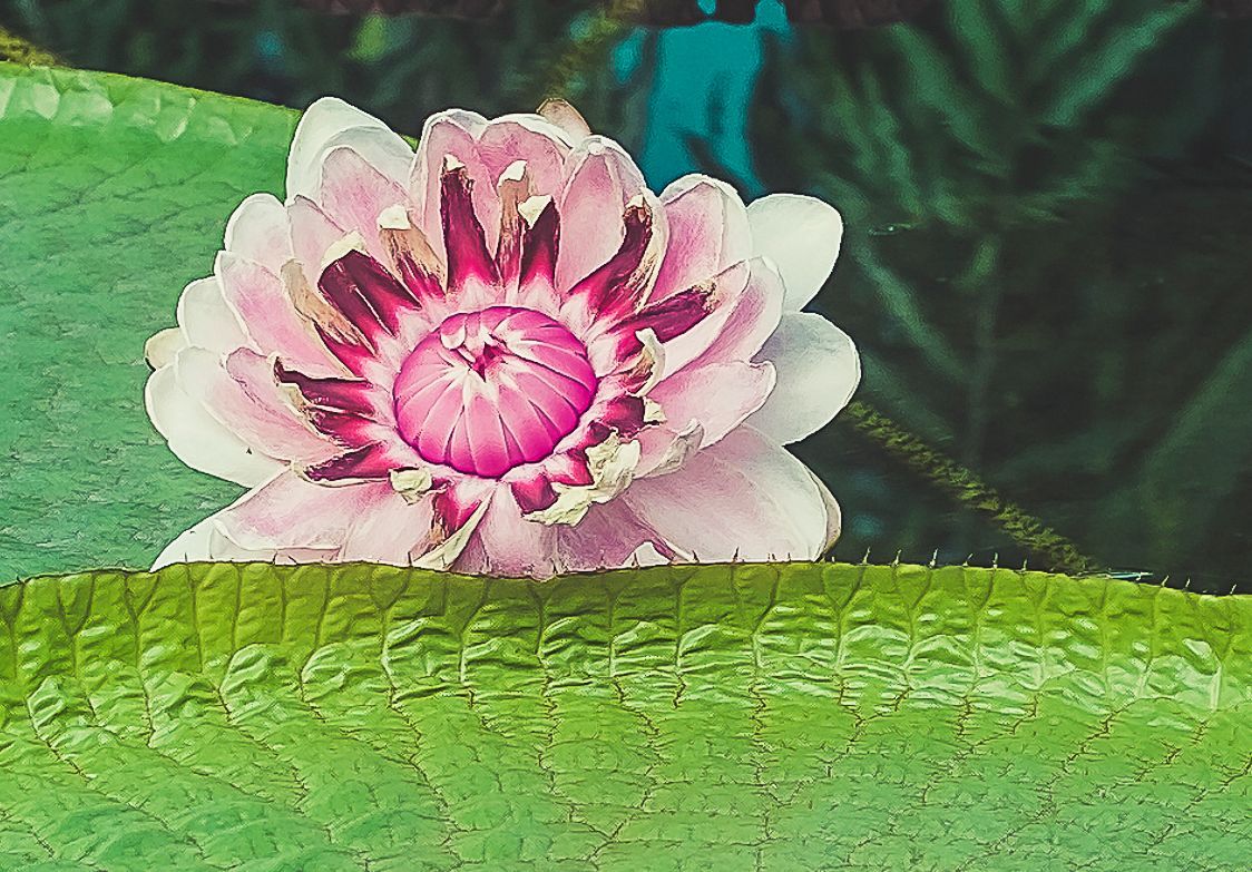 Brisbane Smartphone Photography Course