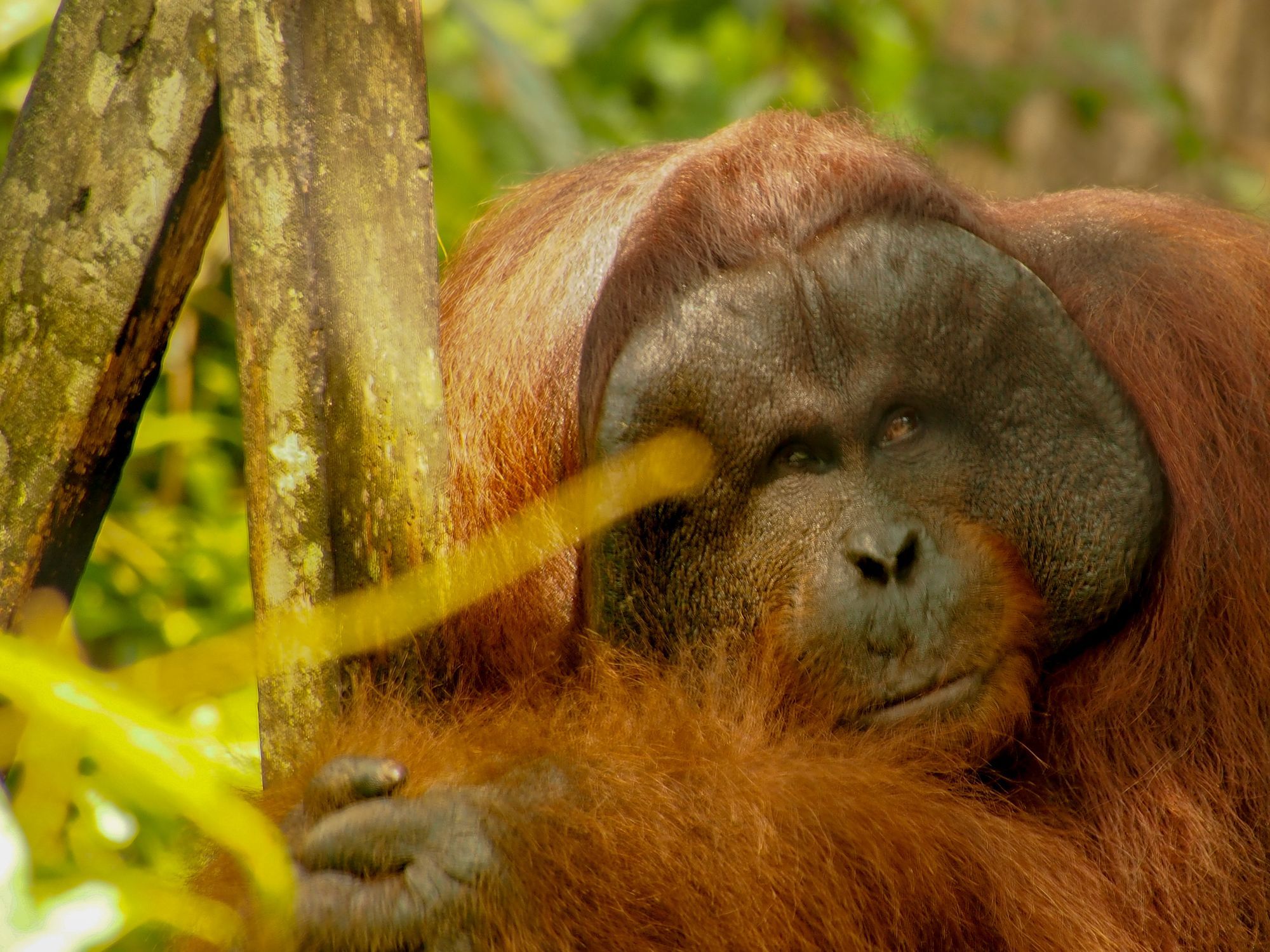 The Wilds of Borneo Photographic Tour
