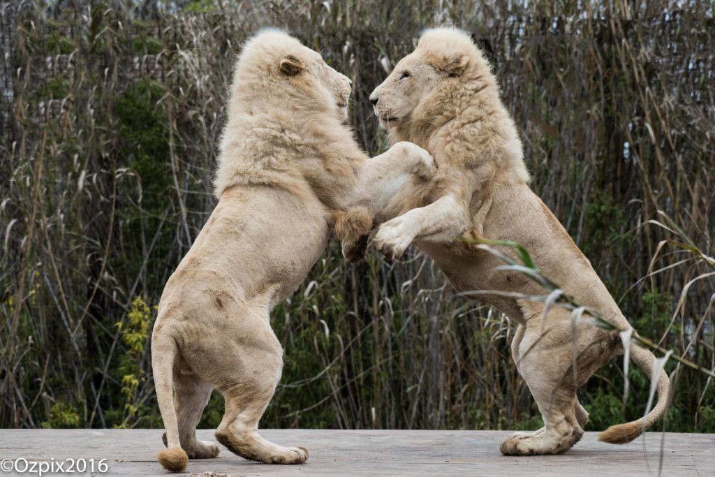 Canberra Zoo Wildlife Safari Walk and Talk