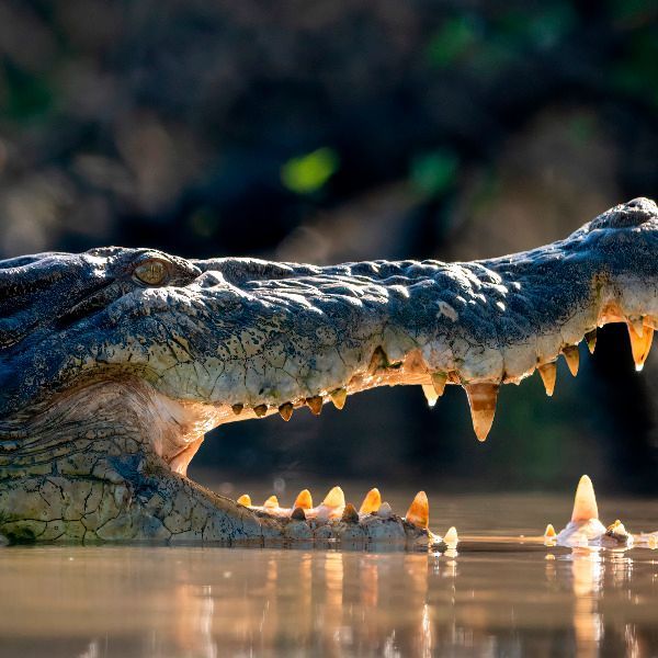 WILDFOTO