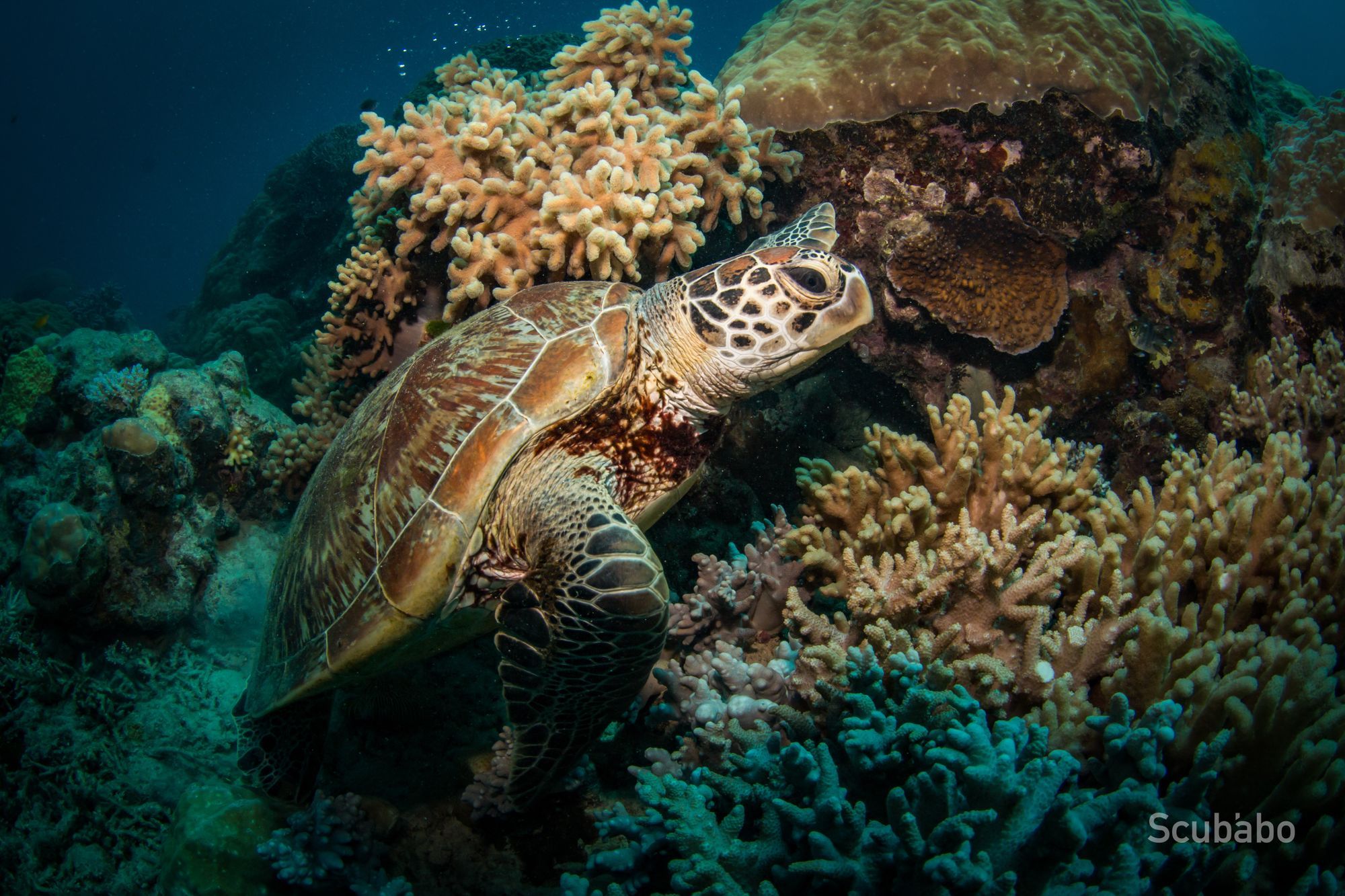 Depth and Focus: Diving & Photography Workshop Masterclass (2 day, 1 Night)