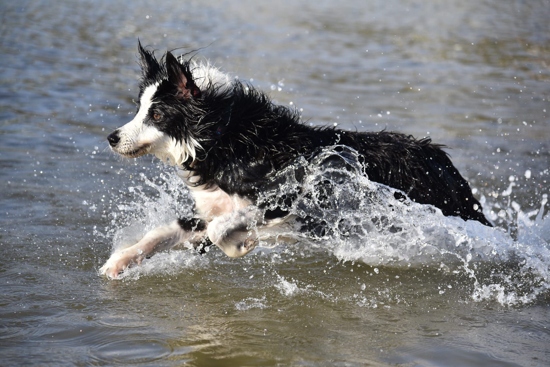 Dog Photography Course - Rose Bay Beach | Focus 10 | 2 hrs